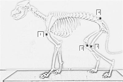 Intraosseous Catheter Flow Rates and Ease of Placement at Various Sites in Canine Cadavers